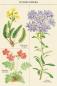 Preview: Wildblumen Vintage Postkartenset von Cavallini